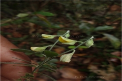 Crotalaria epunctata